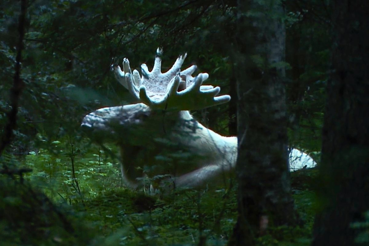 Rare 'ghost moose' footage shows massive animal wandering through Swedish wilderness