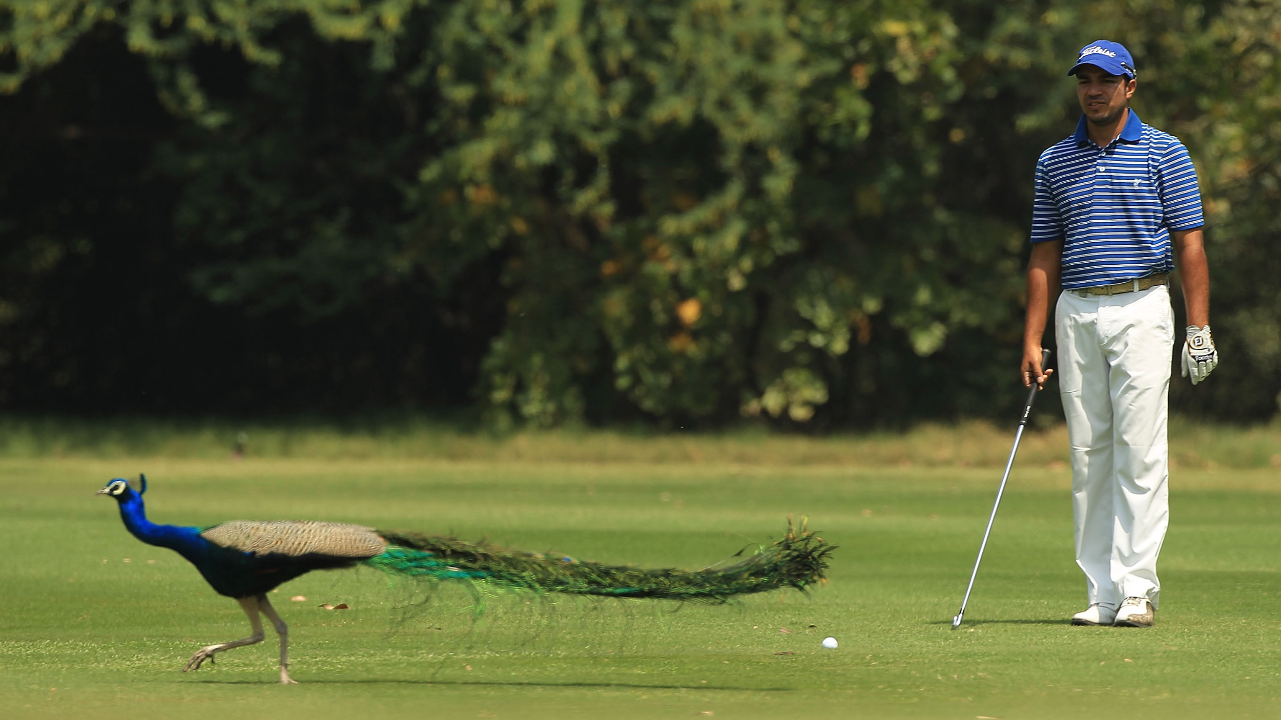 A peacock at Delhi Golf Club
