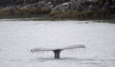 Whale watching passengers injured during ‘surprise encounter’ with humpback off B.C. coast, company says - CTV News