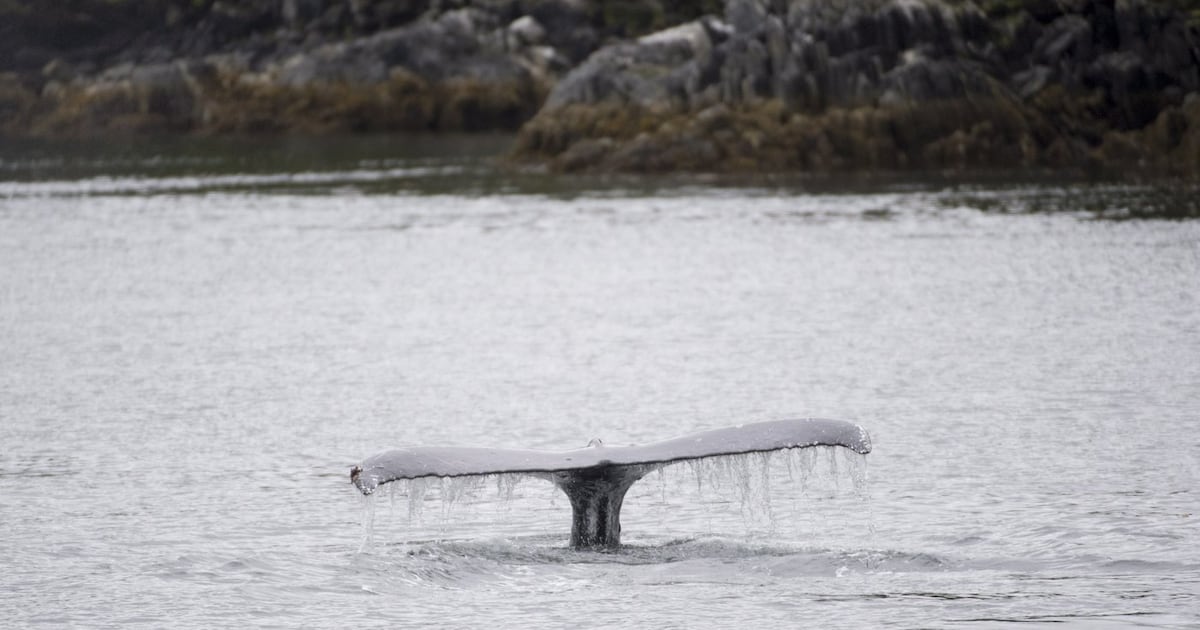 Whale watching passengers injured during ‘surprise encounter’ with humpback off B.C. coast, company says - CTV News