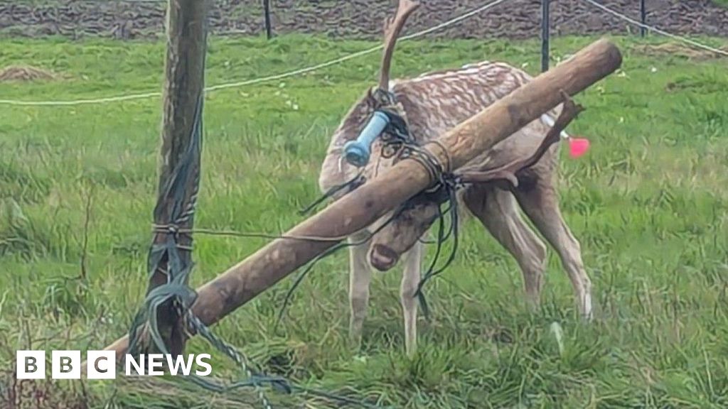 Deer rescued in Emsworth after antlers tangled in electric fence