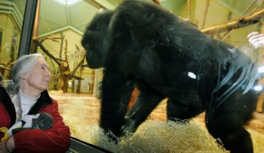 Jane Goodall, the primatologist who revolutionized our understanding of chimpanzees and ourselves, dies at 91