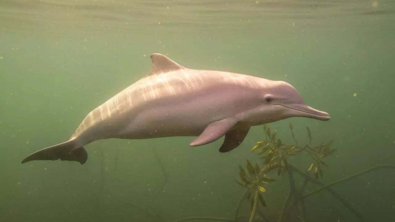 Amazon River Dolphin