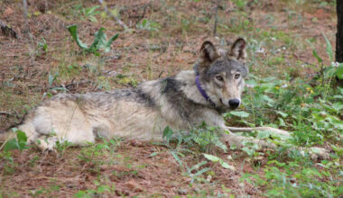 California euthanizes 4 gray wolves after 'unprecedented' surge in livestock kills : NPR