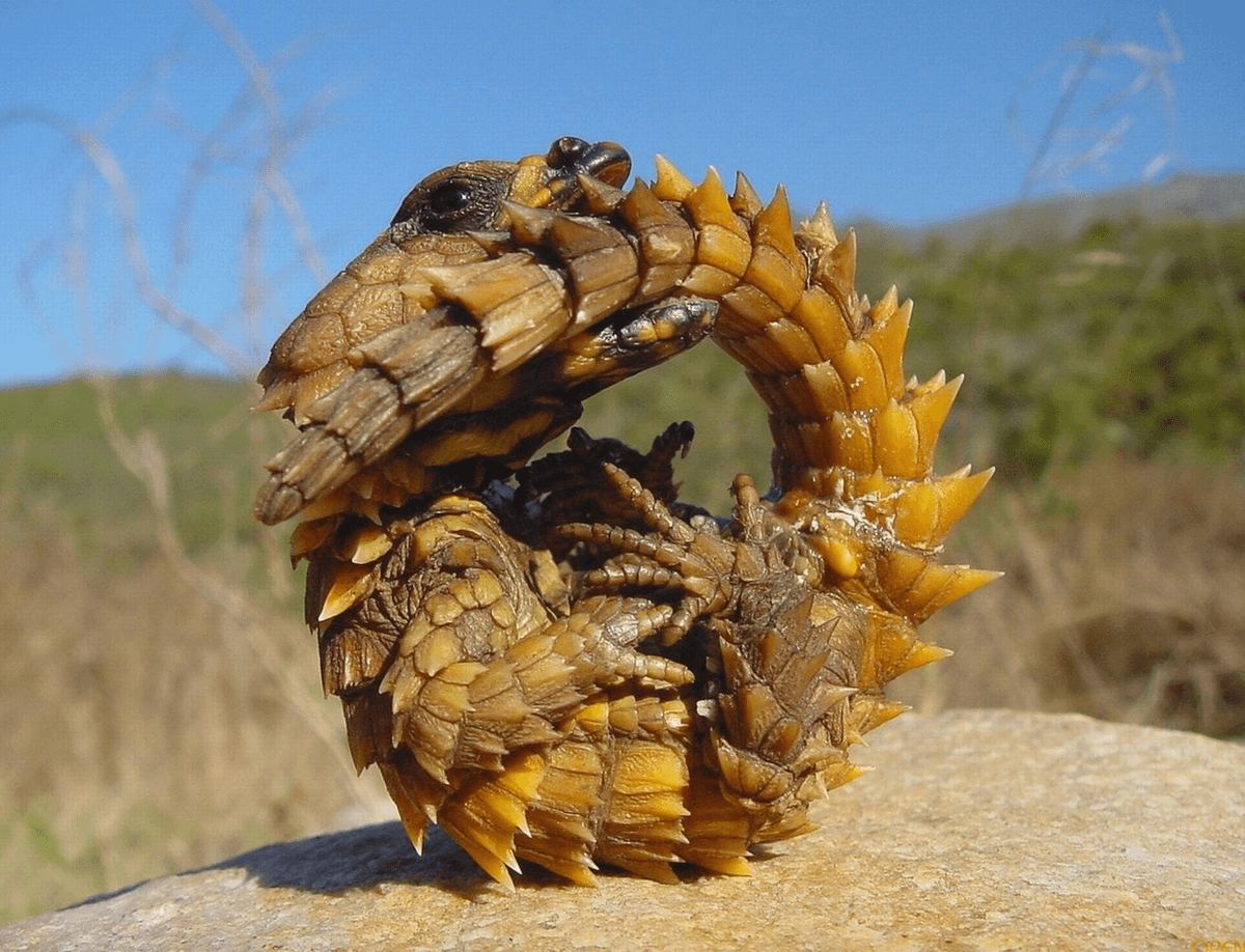 It bites its own tail to become a brutal spiked wheel: Is this nature’s bizarrest defence mechanism?