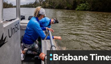 Researchers reveal how many bull sharks are in south-east Queensland waters