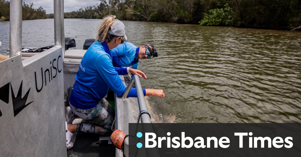 Researchers reveal how many bull sharks are in south-east Queensland waters