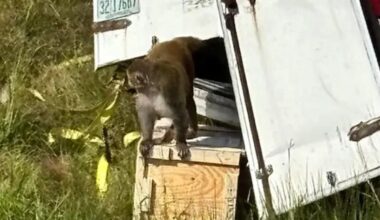 Truckload of 'aggressive' research monkeys escape after truck crash in Mississippi, one still on the loose
