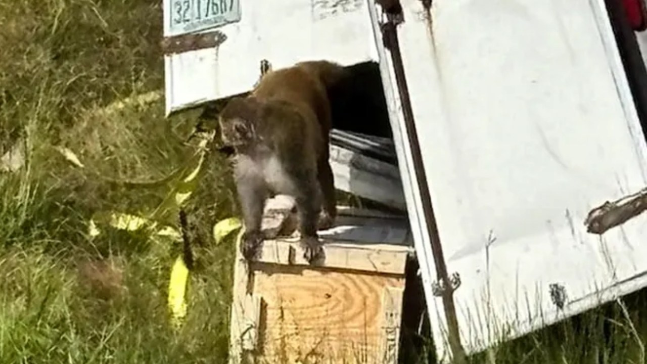 Truckload of 'aggressive' research monkeys escape after truck crash in Mississippi, one still on the loose