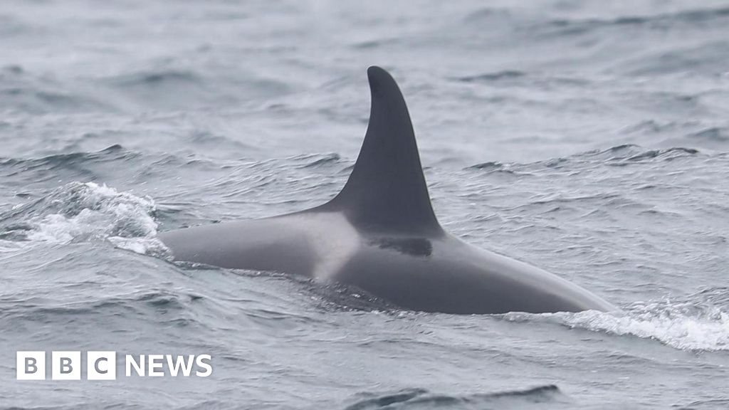 Delight over reported sighting of orca calf off Isles of Scilly