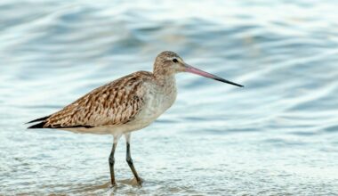 Bar-Tailed Godwits "Eat" Their Own Organs To Complete An Epic 11,000-Kilometer Migration