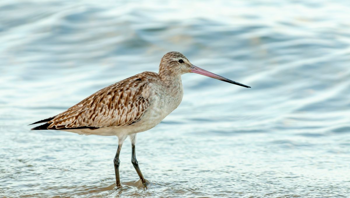 Bar-Tailed Godwits "Eat" Their Own Organs To Complete An Epic 11,000-Kilometer Migration