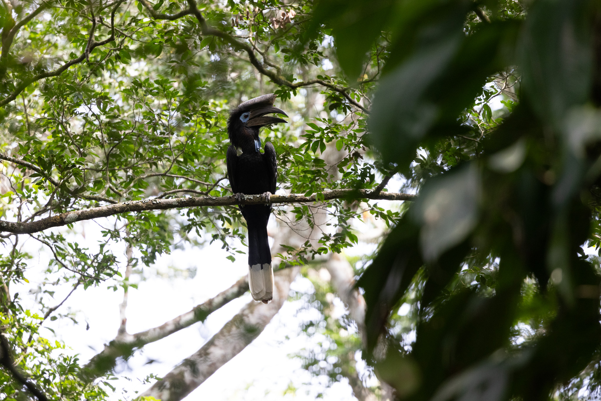 Black-casqued hornbills are one of the most traded species from Cameroon. Although the species is classified as Least Concern, hornbill biologists say studies show the trade is devastating the numbers, past surveys have been patchy and the populations must be reassessed. 