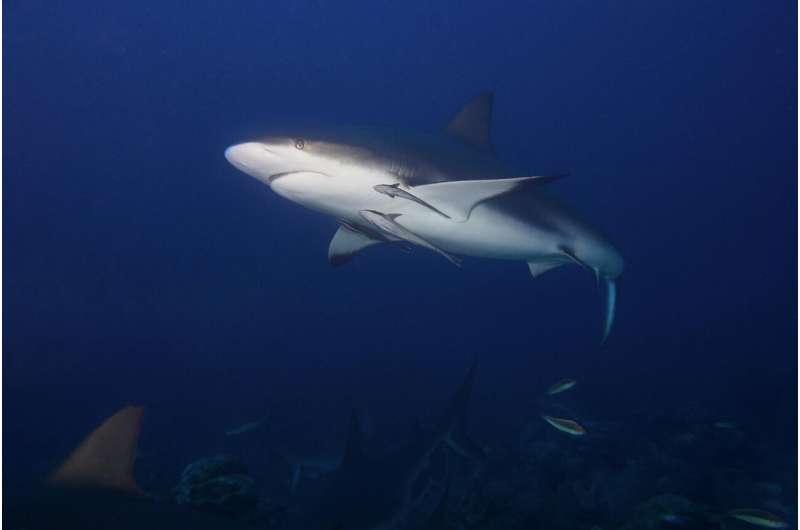 bull shark