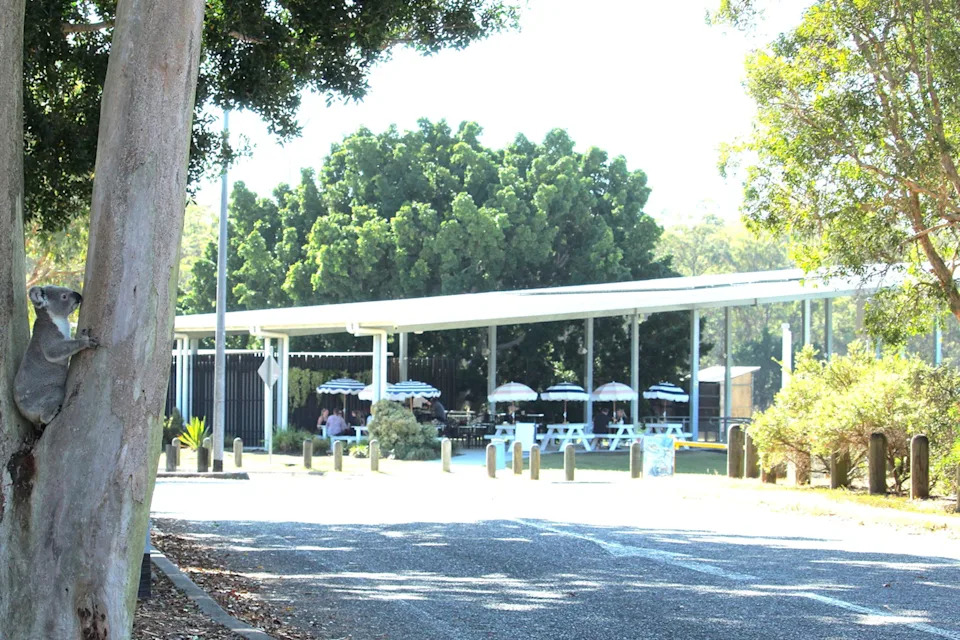 A cafe on White's Hill with a koala in a tree nearby.