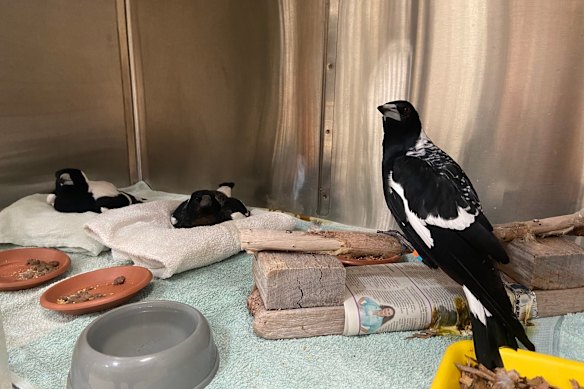 Most birds admitted to WA Wildlife Hospital survive the mystery magpie paralysis syndrome, but not all birds affected are rescued and brought into care in time. Dean Huxley says the magpie’s immune system “does all the work” when it comes to healing, which is aided by supportive care from veterinarians.
