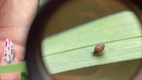 Wiltshire Wildlife Trust A tiny snail with a brown cone-shaped shell on a blade of grass, being magnified through glass. A small part of someone's hand can been seen holding the blade of the grass on the left, with a painted fingernail in pink and white.