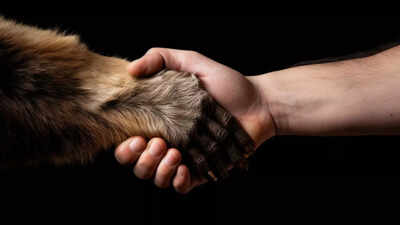 Can animals be left-handed or right-handed; the answer might shock you