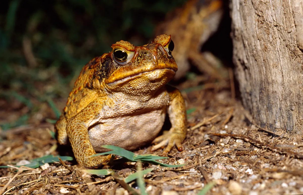 A cane toad under a street light, Queensland, Australia.