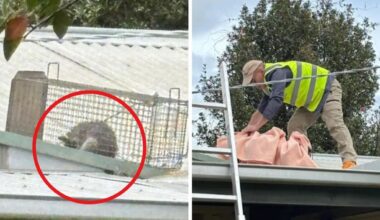 Possum removal demand surges as Aussies face hefty fines