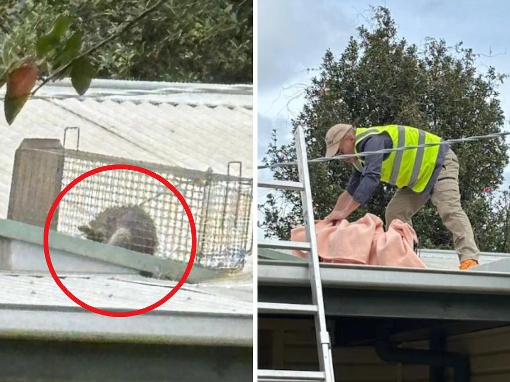 Possum removal demand surges as Aussies face hefty fines