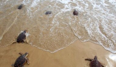 Greece's Sea Turtles
