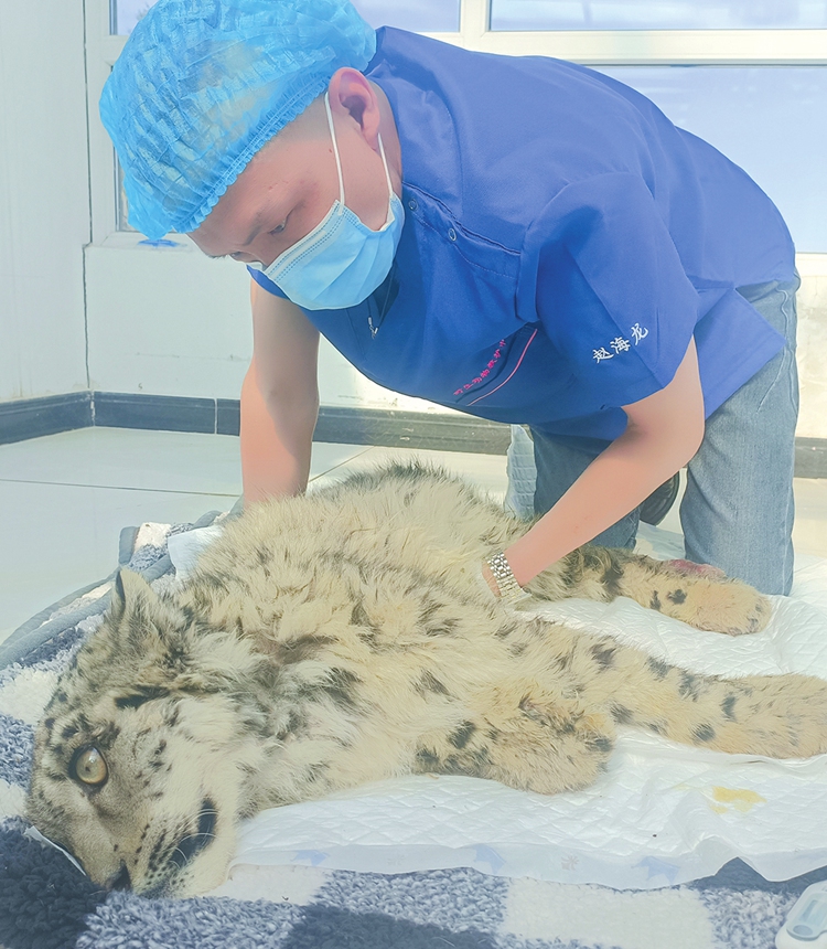 Zhao Hailong treats a snow leopard Photo: Courtesy of Zhao Hailong