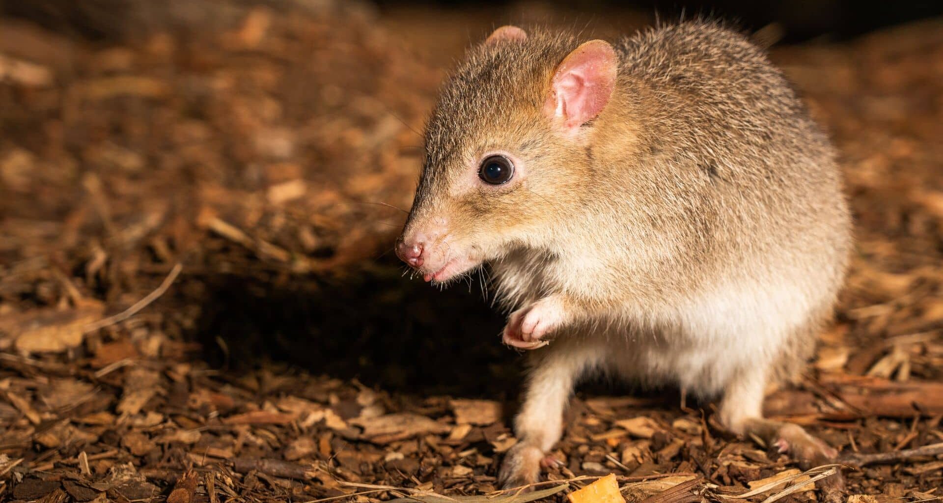 Closeup Of A Cute Eastern Bettong
