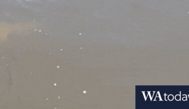 Bull shark numbers expected to rise, says scientist