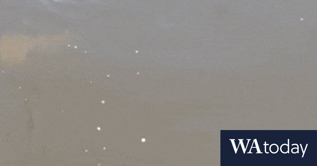 Bull shark numbers expected to rise, says scientist