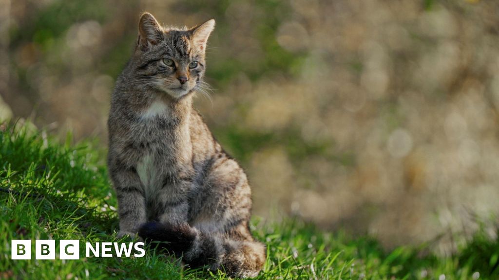 Scottish Wildcat project seeks new backers due to Brexit