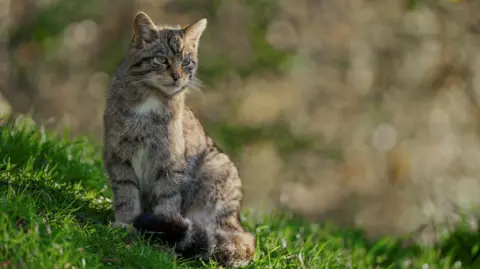 Scotland's The Big Picture The wildcat looks like a large tabby cat with grey-brown fur and darker stripes. It is sitting in an area of grass and looking into the distance.
