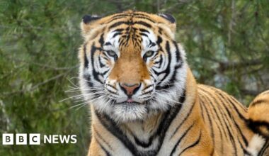 Noah's Ark Zoo Farm welcomes previously trafficked tiger