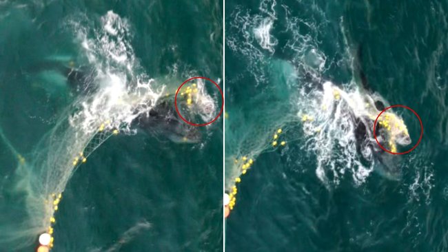 Drone vision shows the calf dragged under by shark net, barely able to surface for air off Noosa.