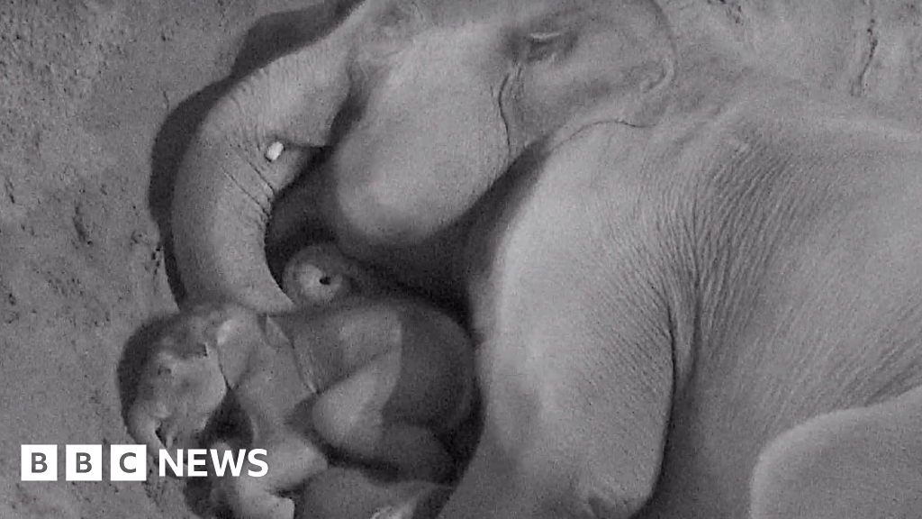 CCTV footage captures baby elephant spooning Mum at Blackpool Zoo