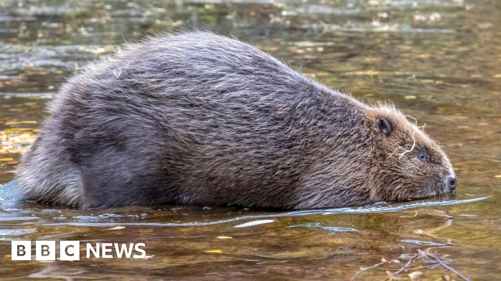 Seven beavers released in Highlands' Glen Affric
