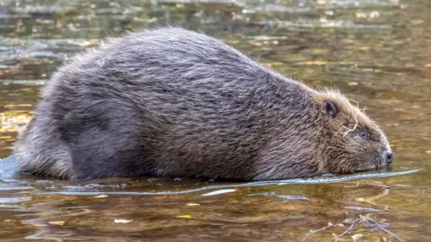 Beaver Trust The beaver is a brown furry mammal with short ears and a black nose. The beaver is slowly entering water.