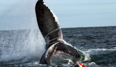 Plea for help after entangled whale spotted off east coast