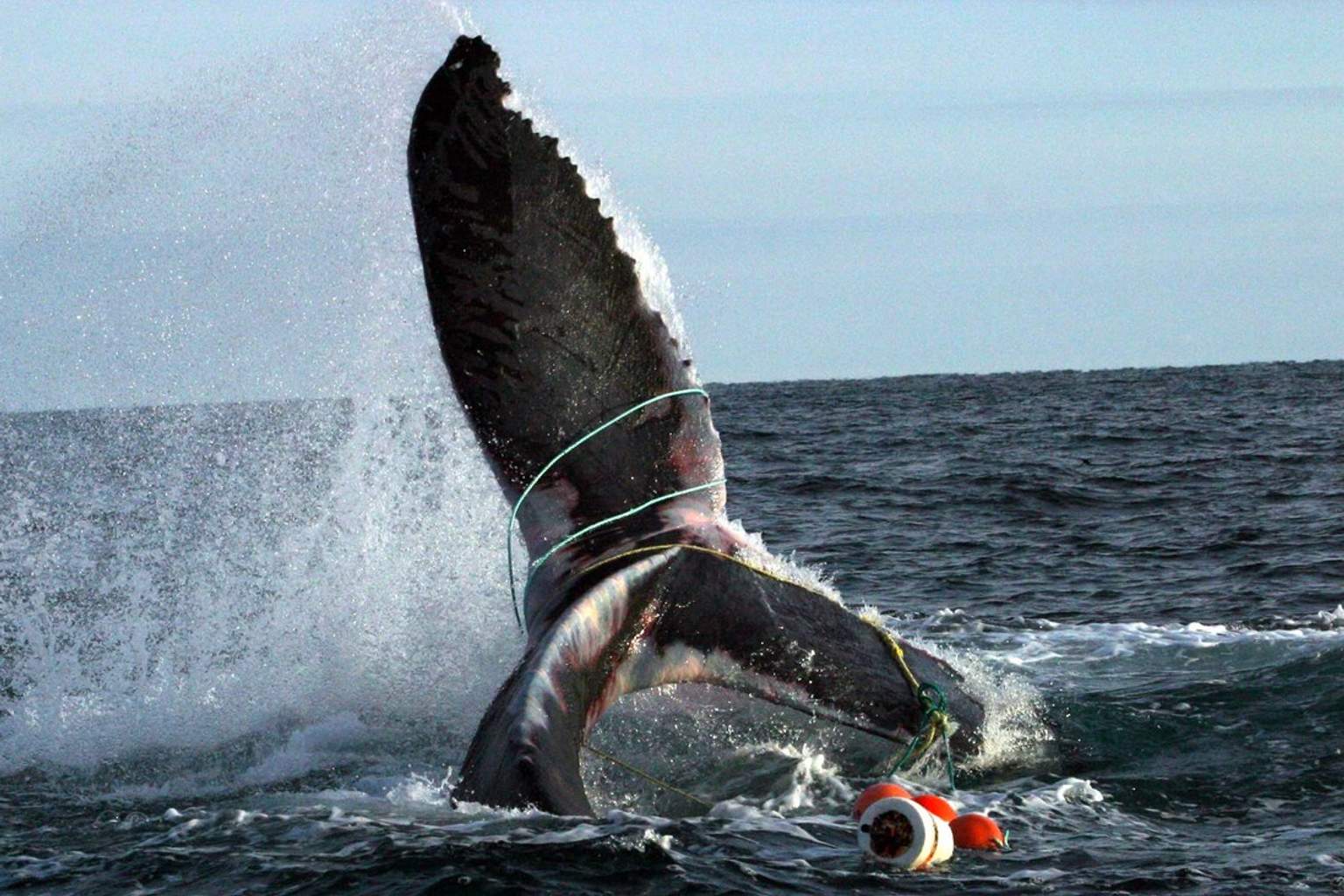 Plea for help after entangled whale spotted off east coast