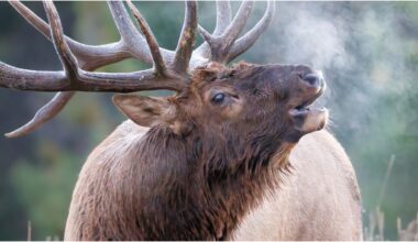 Massive Elk Charges Golf Cart In Incredible Video: WATCH