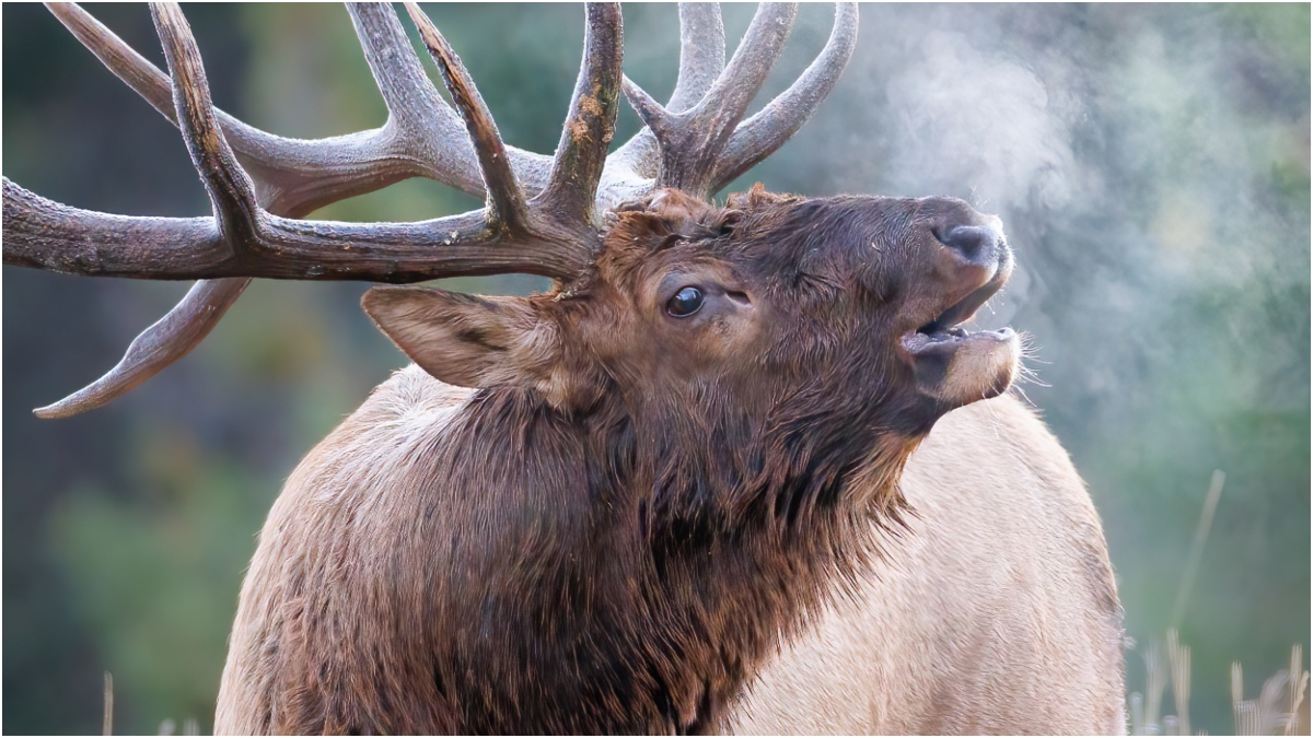 Massive Elk Charges Golf Cart In Incredible Video: WATCH