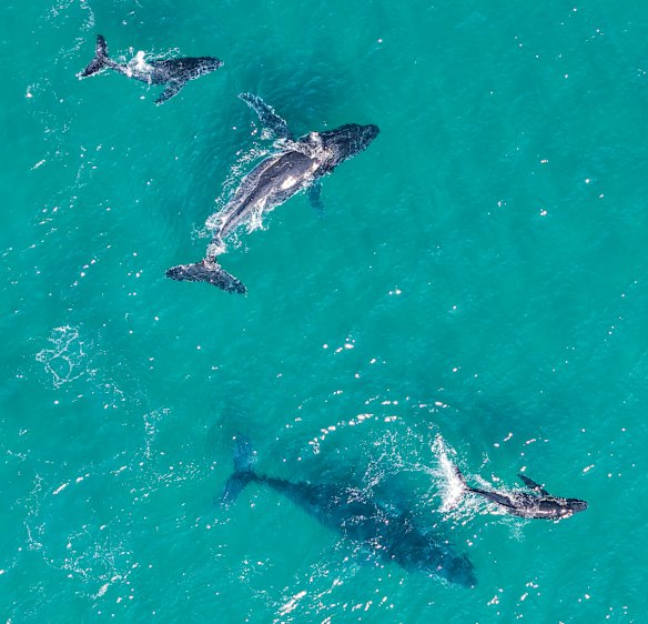 Mothers and calves at Wategos, Byron Bay.