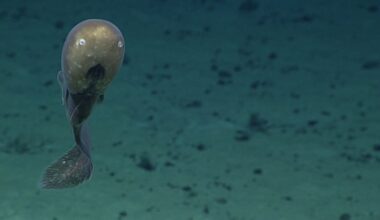 Rarely Seen Ghostly "Faceless" Eel Spotted Lurking On Seafloor In Cook Islands