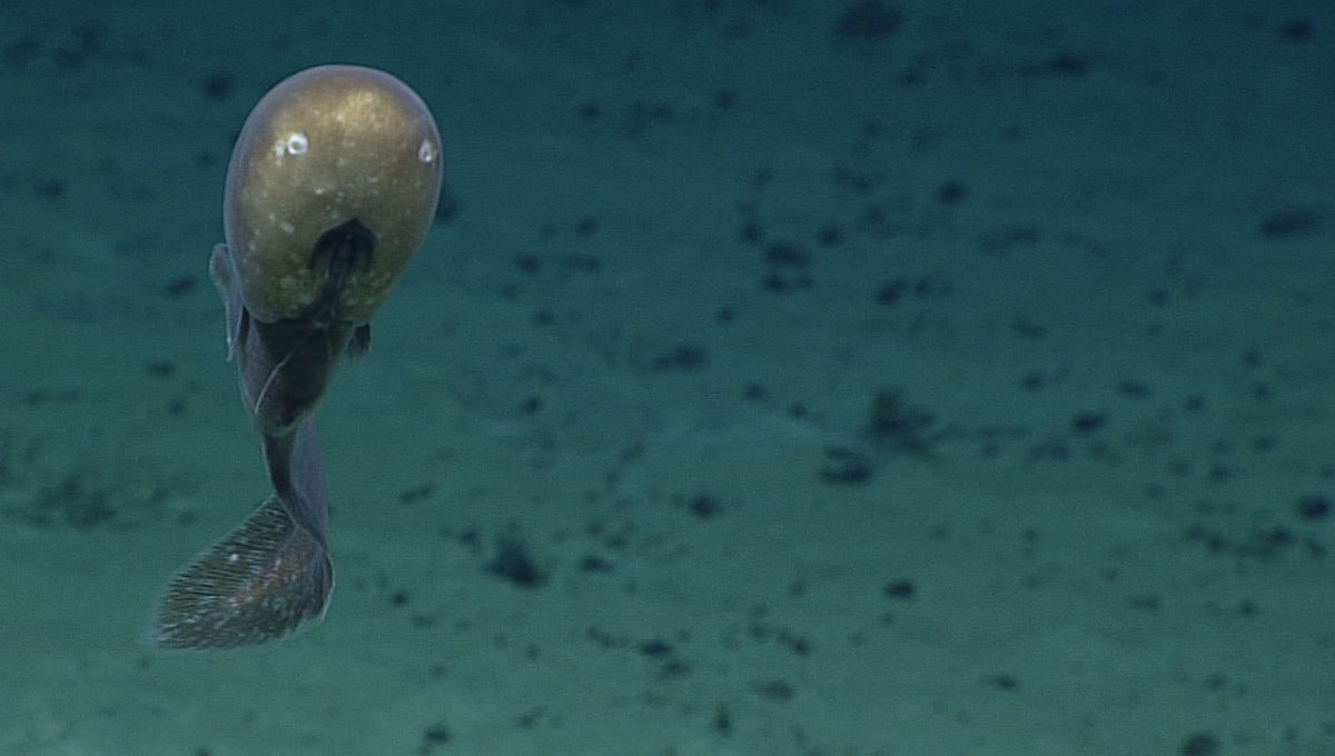 Rarely Seen Ghostly "Faceless" Eel Spotted Lurking On Seafloor In Cook Islands