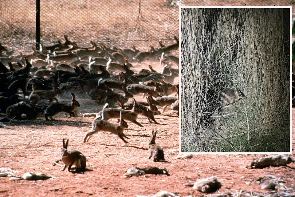 Inset: An eastern barred bandicoot in high grass. Background: Dozens of rabbits in a denuded paddock.