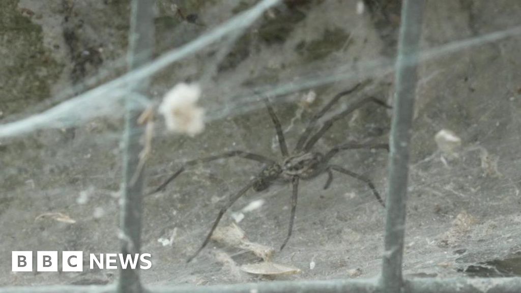 Spider mating season may mean increase in sightings