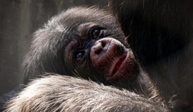 Los Angeles Zoo welcomes 2 baby girl chimpanzees
