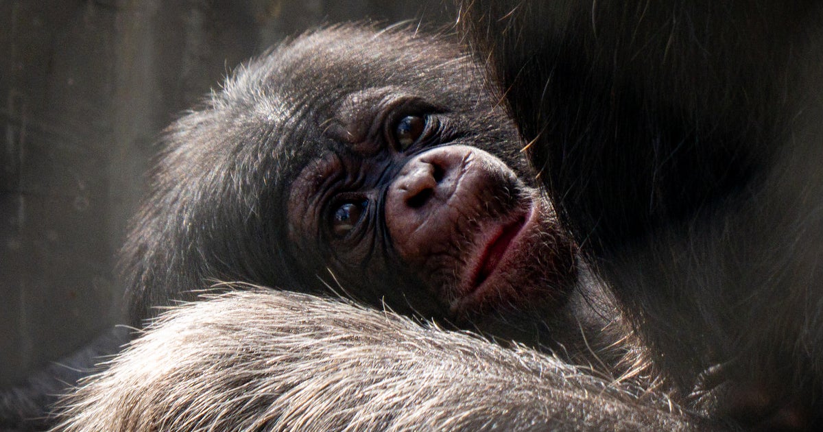 Los Angeles Zoo welcomes 2 baby girl chimpanzees