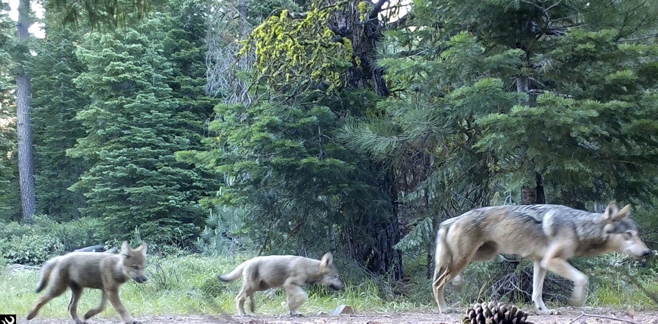 Wildlife recovery means more than just survival of a species