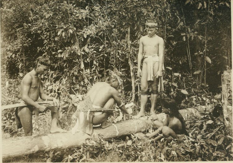 three people standing next to a felled gutta-percha tree to harvest the latex.